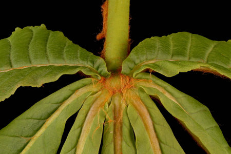 Horse-Chestnut (Aesculus hippocastanum). Leaf Base Closeupの写真素材