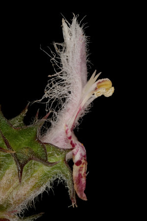 Five-Lobed Motherwort (Leonurus quinquelobatus). Flower Closeupの写真素材