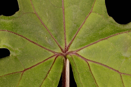 Przewalski's Leopardplant (Ligularia przewalskii). Basal Leaf Detail Closeupの写真素材
