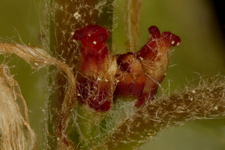 Northern Red Oak (Quercus rubra). Female Flowers Closeupの写真素材