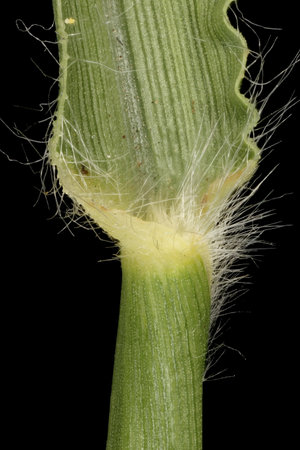 Feathertop Grass (Cenchrus longisetus). Ligule and Leaf Sheath Closeupの写真素材
