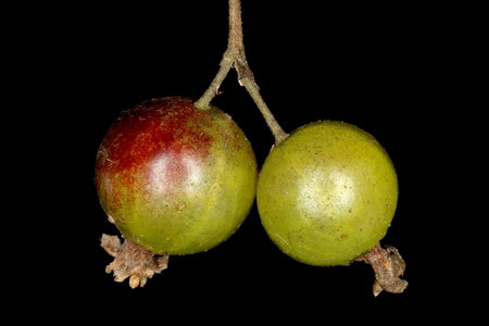 Black Currant (Ribes nigrum). Immature Fruit Closeupの写真素材