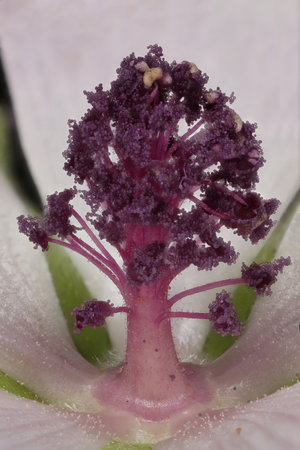 Marsh Mallow (Althaea officinalis). Staminal Tube Closeupの写真素材