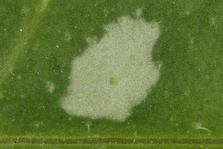 Common Lungwort (Pulmonaria officinalis). Summer Leaf Spot and Midvein Closeupの写真素材