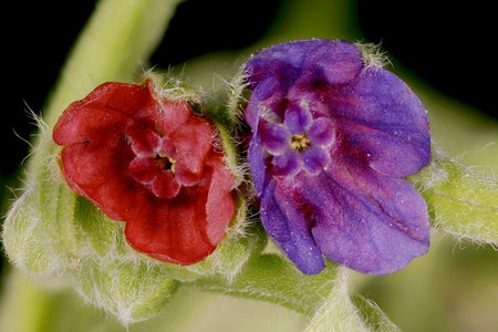 Hound's-Tongue (Cynoglossum officinale). Inflorescence Detail Closeupの写真素材
