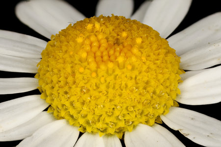 Scentless Mayweed (Tripleurospermum inodorum). Disc Florets Closeupの写真素材