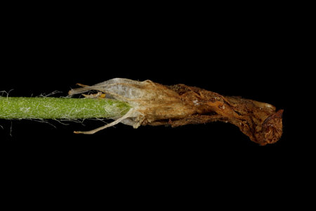 Fenugreek (Trigonella foenum-graecum). Immature Fruit Apex Closeupの写真素材
