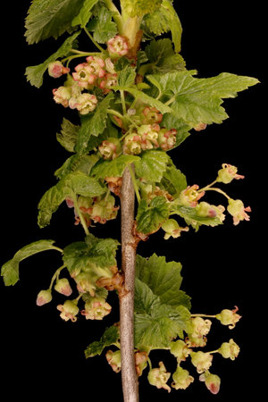 Black Currant (Ribes nigrum). Inflorescence Closeupの写真素材