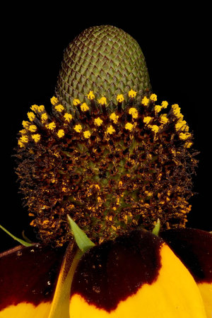 Clasping Coneflower (Rudbeckia amplexicaulis). Disc Florets Closeupの写真素材