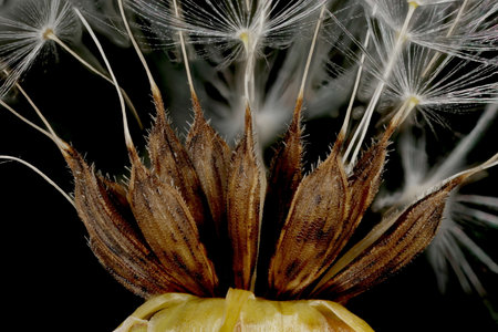 Achenes Closeupの写真素材