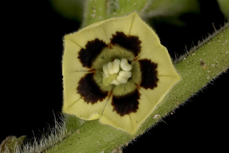 Husk Tomato (Physalis pubescens). Flower Closeupの写真素材