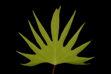 Cardinal Climber (Ipomoea x multifida). Leaf Closeup
