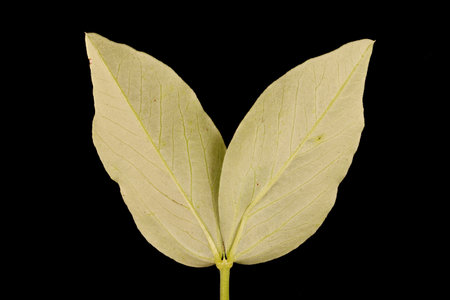 Broad Bean (Vicia faba). Leaf Closeup