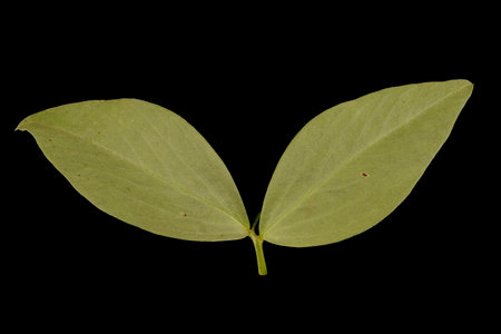 Broad Bean (Vicia faba). Leaf Closeup