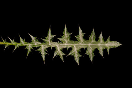 Spiny Globe Thistle (Echinops spinosissimus). Leaf Closeupの写真素材