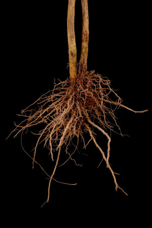 Eggplant (Solanum melongena). Root Closeup