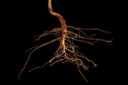 Flixweed (Descurainia sophia). Root Closeup