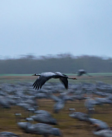 Sandhill Crane - Grus canadensis, single bird in flightの写真素材