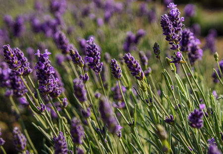 Close-Up of Blooming Lavender in a Sunlit Fieldの写真素材