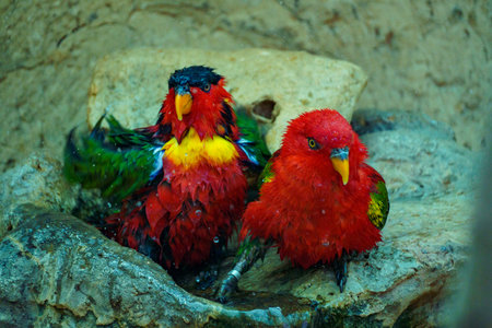 Pair of Red Lories Bathing