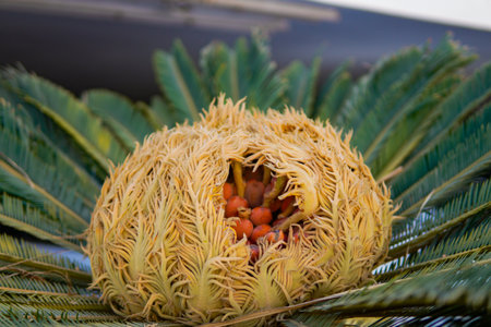 Detailed View of Cycad Palm Seeds and Cone