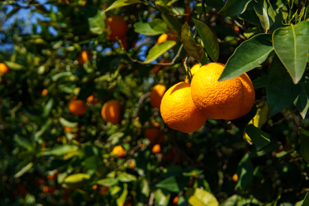 Ripe Oranges Hanging on a Tree Branch in an Orchard