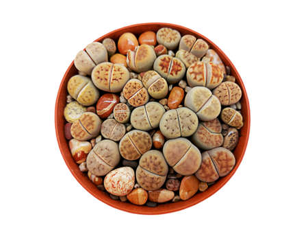 Many beautiful, colorful lithops grow in a round pot. living stones. Plants. high quality photoの写真素材