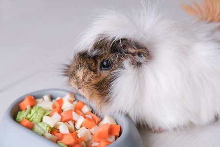 The tricolor guinea pig eats food: carrots and cabbage, cut into pieces. Idea feeding pets with natural food from vegetables. high quality photoの写真素材