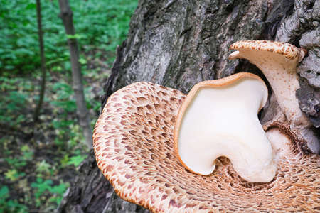 Wood fungi Polyporus squamosus grow in the forest. Three young mushrooms with spotted caps, top view...