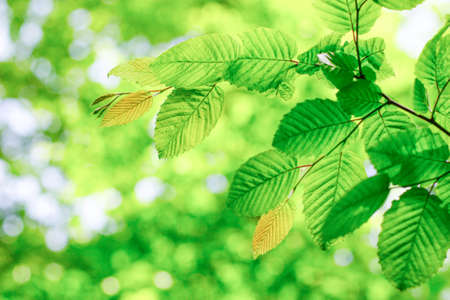A background of branches with green leaves. High quality photo