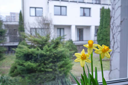 Yellow Narcissus bloom in the spring in the room, on the windowsill. The idea of decorating the...
