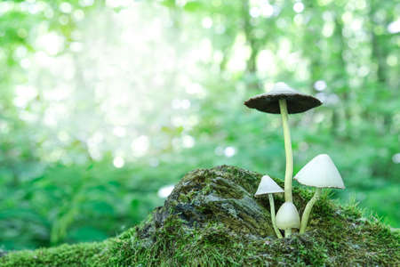 Poisonous mushrooms of different sizes grow in the spring forest, against the background of trees,...