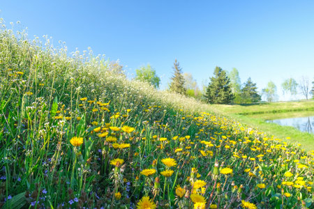 The yellow flowers of the Taraxacum plant bloom among the green grass, on a sunny day, in spring, on the riverbank. Bees fly. High quality photoの写真素材