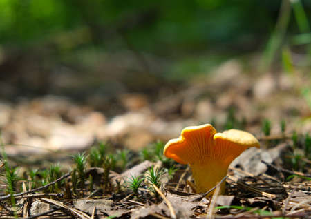 One large, yellow mushroom Cantharellus cibarius grew up in the woods in a clearing on a sunny day. High quality photo. The idea of collecting wild edible mushrooms.の写真素材