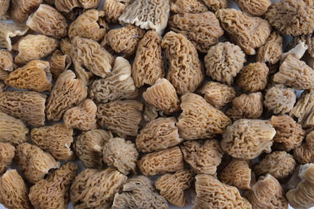 Many young, brown Morchella spring mushroom hats are laid out in a uniform layer. Fresh mushrooms....