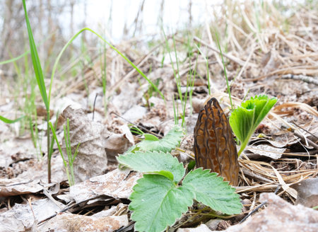 One more-more-more-umweed mushroom grows in the forest in early spring, among young, green foxes....