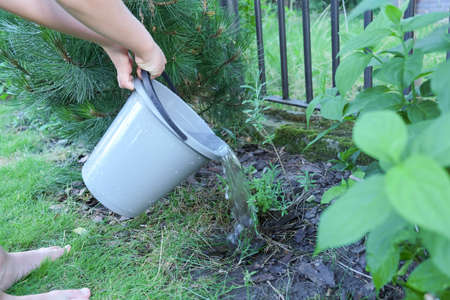 Water the plants with water from a bucket. The concept of garden care. High quality photoの写真素材