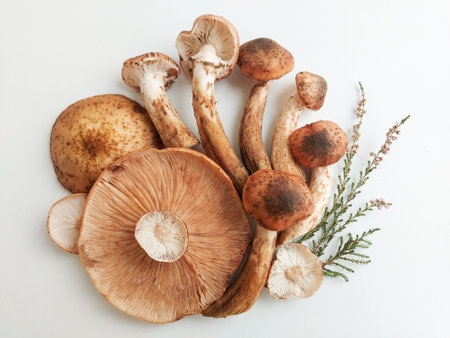Composition of autumn Armillaria mushrooms and green moss. Mushrooms are lying on the table, on a white background. High qualityの写真素材