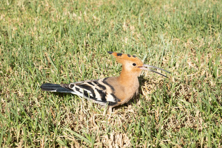 Upupa epops bird walks on the lawn among the green grass on a sunny, summer day. High quality photo