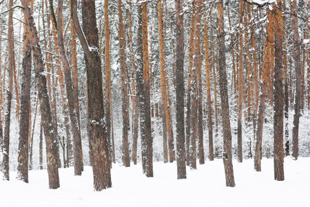 Winter landscape overlooking a snow-covered forest. There is a lot of snow in the forest. High...
