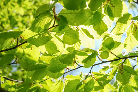 A background of branches with green leaves. High quality photoの写真素材