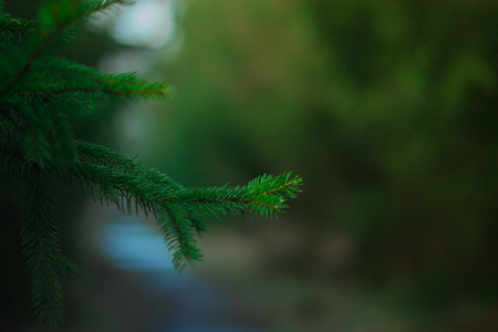 Winter Pine forest green background with a blurred Christmas tree branches.の写真素材