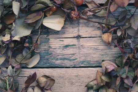 Rose leaves on the old wooden backgroundの写真素材
