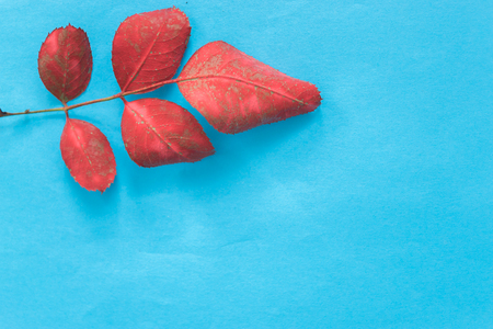 Red rose leaf on a blue backgroundの写真素材