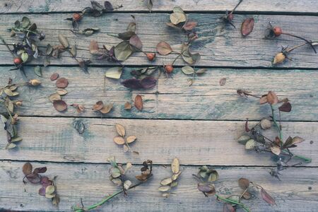 dry leaves roses on a wooden backgroundの写真素材
