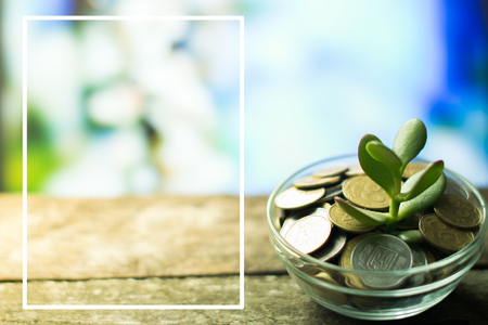 Money Tree on a spring background on wooden.の写真素材