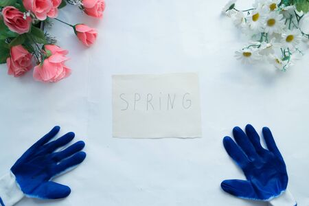 Spring planting seedlings in pots on a white background
