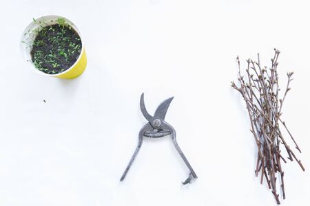 Spring planting seedlings in pots on a white background