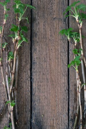 Branches with green leaves of plants on wooden boardsの写真素材