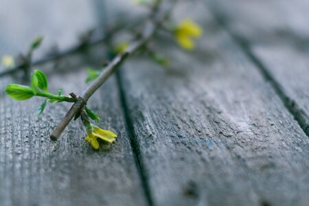 The branches of currants on a wooden backgroundの写真素材